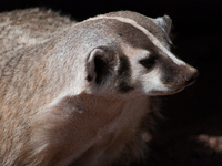 The American badger (Taxidea taxus) is a North American badger similar in appearance to the European badger, although it is not closely rela...