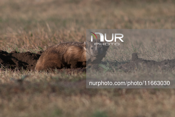 The American badger (Taxidea taxus) is a North American badger similar in appearance to the European badger, although it is not closely rela...