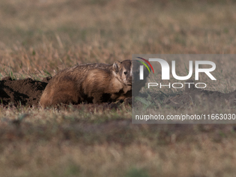 The American badger (Taxidea taxus) is a North American badger similar in appearance to the European badger, although it is not closely rela...