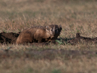 The American badger (Taxidea taxus) is a North American badger similar in appearance to the European badger, although it is not closely rela...