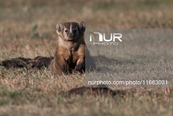 The American badger (Taxidea taxus) is a North American badger similar in appearance to the European badger, although it is not closely rela...