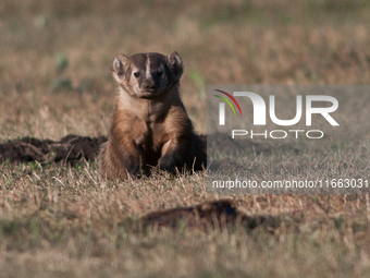 The American badger (Taxidea taxus) is a North American badger similar in appearance to the European badger, although it is not closely rela...