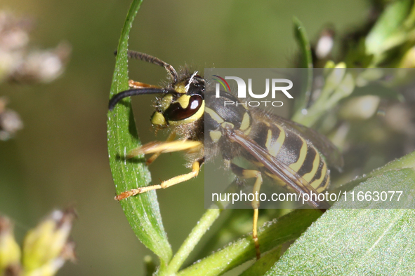 The eastern yellow jacket wasp (Vespula maculifrons) is in Markham, Ontario, Canada, on October 12, 2024. 