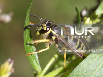 The eastern yellow jacket wasp (Vespula maculifrons) is in Markham, Ontario, Canada, on October 12, 2024. (