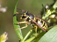 The eastern yellow jacket wasp (Vespula maculifrons) is in Markham, Ontario, Canada, on October 12, 2024. (