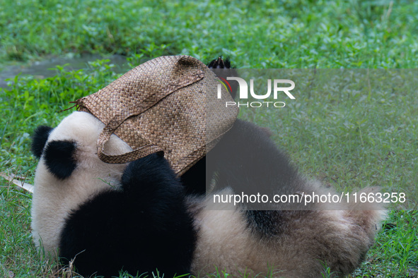 Giant panda Yu Ai plays with a handbag at Chongqing Zoo in Chongqing, China, on October 13, 2024. 