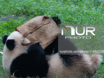 Giant panda Yu Ai plays with a handbag at Chongqing Zoo in Chongqing, China, on October 13, 2024. (