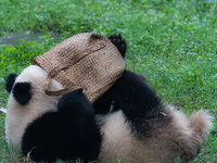 Giant panda Yu Ai plays with a handbag at Chongqing Zoo in Chongqing, China, on October 13, 2024. (