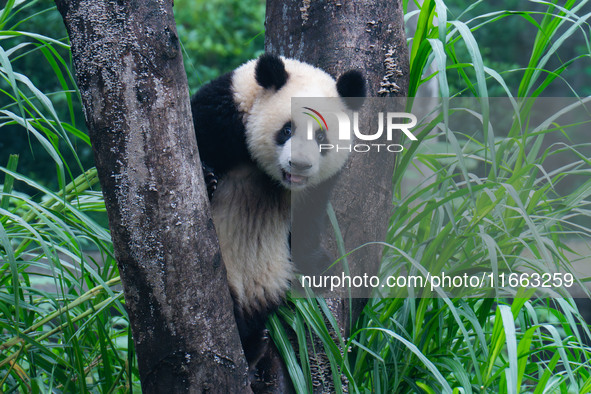 Giant panda Mang Cancan climbs a tree at Chongqing Zoo in Chongqing, China, on October 13, 2024. 