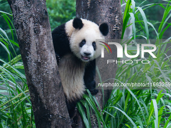 Giant panda Mang Cancan climbs a tree at Chongqing Zoo in Chongqing, China, on October 13, 2024. (