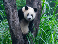 Giant panda Mang Cancan climbs a tree at Chongqing Zoo in Chongqing, China, on October 13, 2024. (