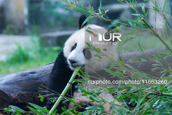 Giant panda Mang Cancan eats bamboo at Chongqing Zoo in Chongqing, China, on October 13, 2024. 