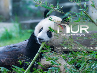 Giant panda Mang Cancan eats bamboo at Chongqing Zoo in Chongqing, China, on October 13, 2024. (