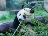 Giant panda Mang Cancan eats bamboo at Chongqing Zoo in Chongqing, China, on October 13, 2024. (