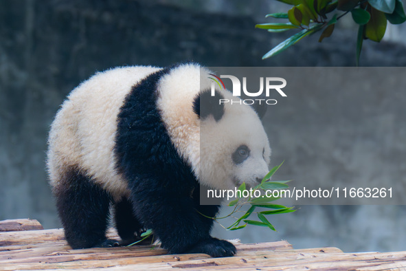 Giant panda Mang Cancan plays at Chongqing Zoo in Chongqing, China, on October 13, 2024. 