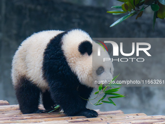 Giant panda Mang Cancan plays at Chongqing Zoo in Chongqing, China, on October 13, 2024. (