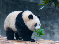 Giant panda Mang Cancan plays at Chongqing Zoo in Chongqing, China, on October 13, 2024. (