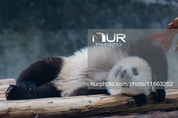 Giant panda Mang Cancan sleeps at Chongqing Zoo in Chongqing, China, on October 13, 2024. 