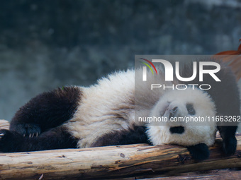 Giant panda Mang Cancan sleeps at Chongqing Zoo in Chongqing, China, on October 13, 2024. (