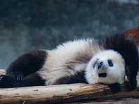 Giant panda Mang Cancan sleeps at Chongqing Zoo in Chongqing, China, on October 13, 2024. (