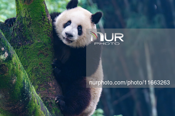 Giant panda Mang Cancan climbs a tree at Chongqing Zoo in Chongqing, China, on October 13, 2024. 