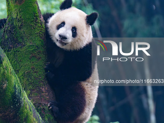 Giant panda Mang Cancan climbs a tree at Chongqing Zoo in Chongqing, China, on October 13, 2024. (