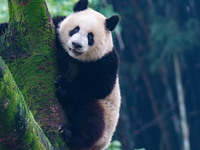 Giant panda Mang Cancan climbs a tree at Chongqing Zoo in Chongqing, China, on October 13, 2024. (