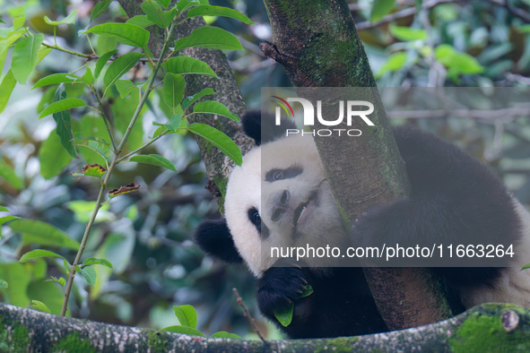 Giant panda Mang Cancan climbs a tree at Chongqing Zoo in Chongqing, China, on October 13, 2024. 