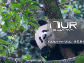 Giant panda Mang Cancan climbs a tree at Chongqing Zoo in Chongqing, China, on October 13, 2024. (