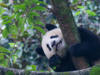 Giant panda Mang Cancan climbs a tree at Chongqing Zoo in Chongqing, China, on October 13, 2024. (