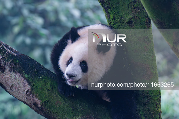 Giant panda Mang Cancan climbs a tree at Chongqing Zoo in Chongqing, China, on October 13, 2024. 