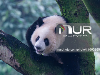 Giant panda Mang Cancan climbs a tree at Chongqing Zoo in Chongqing, China, on October 13, 2024. (