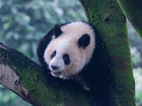 Giant panda Mang Cancan climbs a tree at Chongqing Zoo in Chongqing, China, on October 13, 2024. (