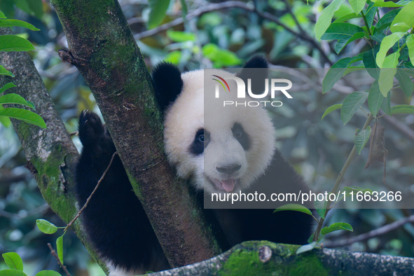 Giant panda Mang Cancan climbs a tree at Chongqing Zoo in Chongqing, China, on October 13, 2024. 