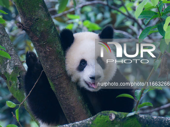 Giant panda Mang Cancan climbs a tree at Chongqing Zoo in Chongqing, China, on October 13, 2024. (