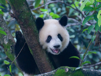 Giant panda Mang Cancan climbs a tree at Chongqing Zoo in Chongqing, China, on October 13, 2024. (