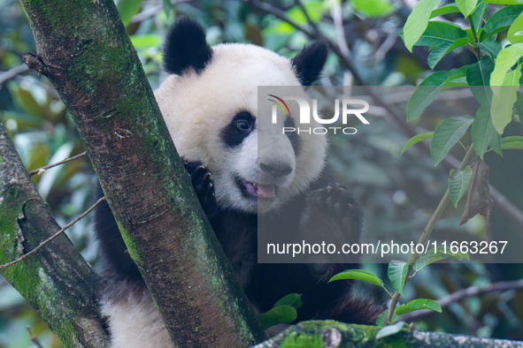 Giant panda Mang Cancan climbs a tree at Chongqing Zoo in Chongqing, China, on October 13, 2024. 