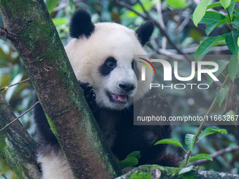 Giant panda Mang Cancan climbs a tree at Chongqing Zoo in Chongqing, China, on October 13, 2024. (