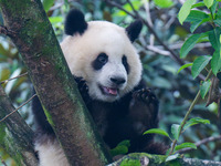 Giant panda Mang Cancan climbs a tree at Chongqing Zoo in Chongqing, China, on October 13, 2024. (