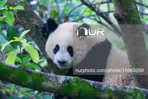 Giant panda Mang Cancan climbs a tree at Chongqing Zoo in Chongqing, China, on October 13, 2024. 