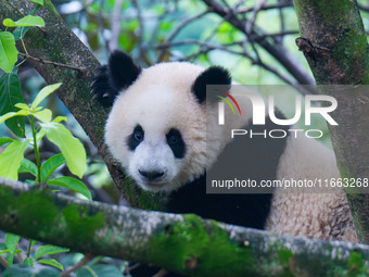 Giant panda Mang Cancan climbs a tree at Chongqing Zoo in Chongqing, China, on October 13, 2024. (