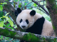 Giant panda Mang Cancan climbs a tree at Chongqing Zoo in Chongqing, China, on October 13, 2024. (