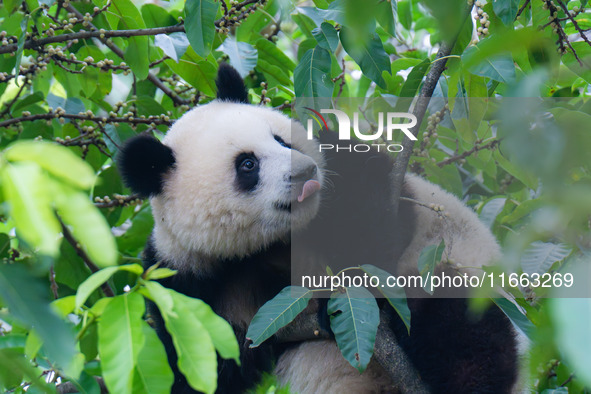 Giant panda Mang Cancan climbs a tree at Chongqing Zoo in Chongqing, China, on October 13, 2024. 