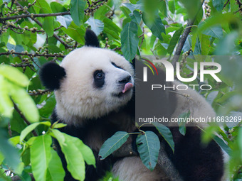 Giant panda Mang Cancan climbs a tree at Chongqing Zoo in Chongqing, China, on October 13, 2024. (