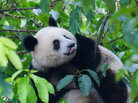 Giant panda Mang Cancan climbs a tree at Chongqing Zoo in Chongqing, China, on October 13, 2024. (