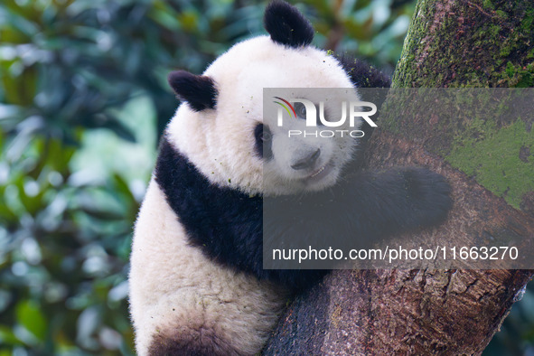 Giant panda Mang Cancan climbs a tree at Chongqing Zoo in Chongqing, China, on October 13, 2024. 