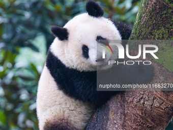 Giant panda Mang Cancan climbs a tree at Chongqing Zoo in Chongqing, China, on October 13, 2024. (