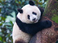 Giant panda Mang Cancan climbs a tree at Chongqing Zoo in Chongqing, China, on October 13, 2024. (