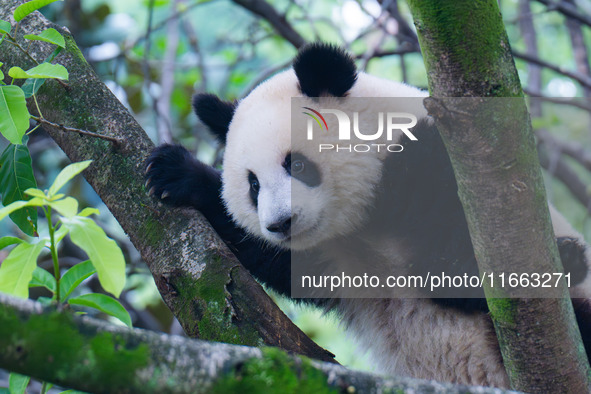 Giant panda Mang Cancan climbs a tree at Chongqing Zoo in Chongqing, China, on October 13, 2024. 