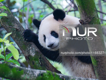 Giant panda Mang Cancan climbs a tree at Chongqing Zoo in Chongqing, China, on October 13, 2024. (